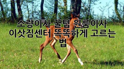 소량이사 꿀팁🍯 원룸이사, 이삿짐센터 똑똑하게 고르는 법!